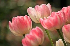 tulips-1134103__180